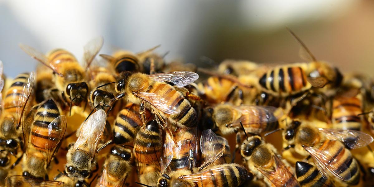 «Api, non perdiamo di vista i veri nemici»